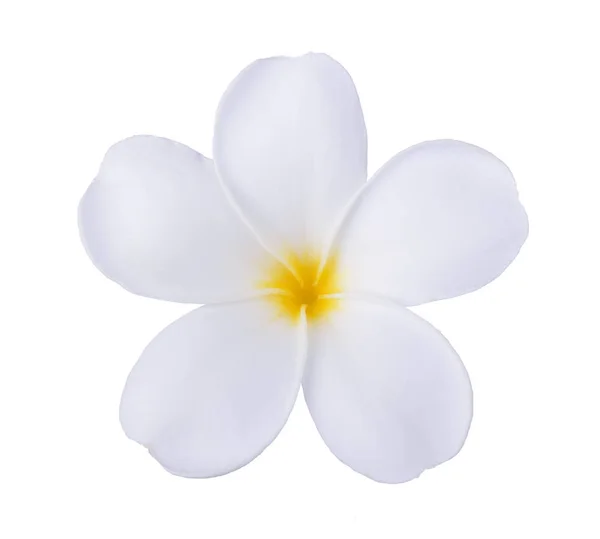 Fehér frangipani virág elszigetelt fehér — Stock Fotó