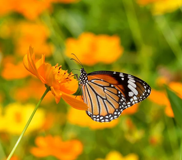 Mariposas y flores —  Fotos de Stock