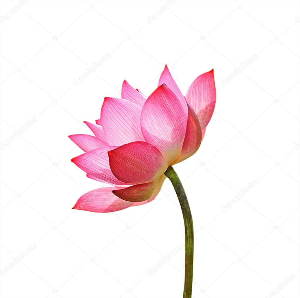 Lotus flower isolated on white background.