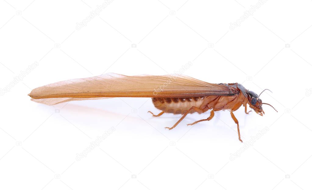 alates,termite isolated on  white background