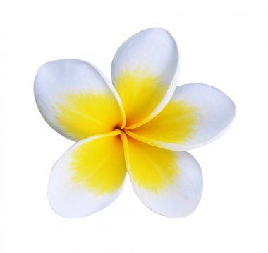 Frangipani çiçeği beyaza izole edilmiş.