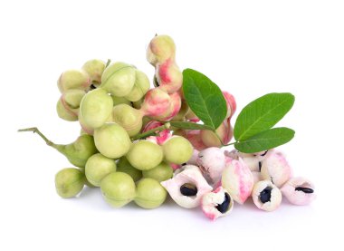 manila demirhindi beyaz arka plan üzerinde izole