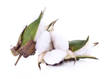 Beyaz arkaplanda yalıtılmış pamuk bitkisi