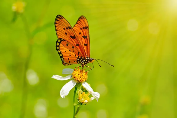 Mariposas y flores —  Fotos de Stock