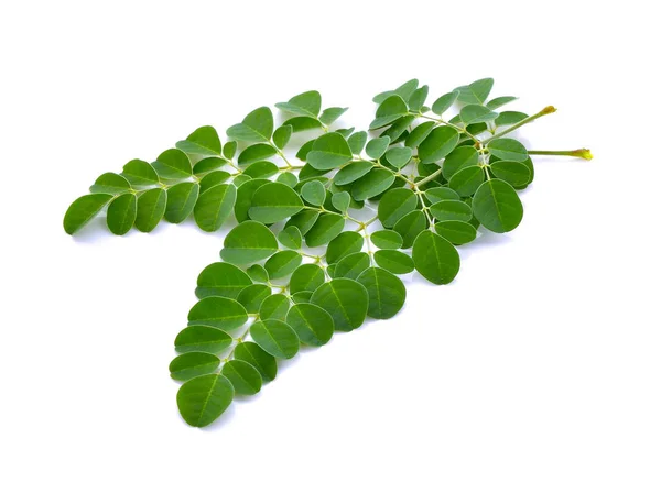 Moringa oleifera feuilles sur fond blanc — Photo