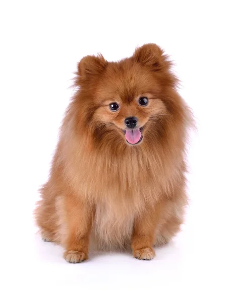 Pequeño perro rojo acostado sobre un fondo blanco — Foto de Stock