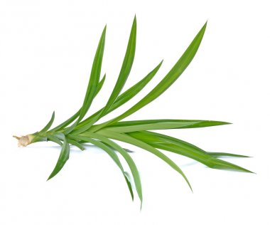 Pandan beyaz zemin üzerine bırakır.