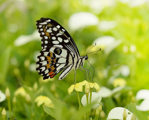 Mariposas volarán —  Fotos de Stock