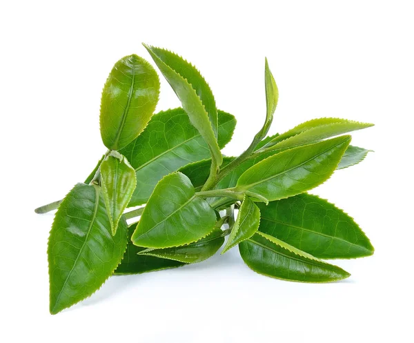 Folha de chá verde — Fotografia de Stock