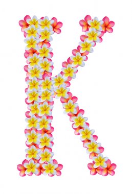 Frangipani çiçeği beyaza izole edilmiş.