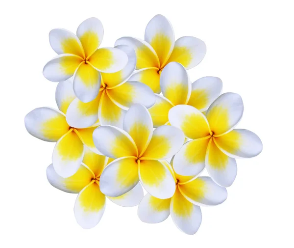 Flor de frangipani isolada sobre branco — Fotografia de Stock