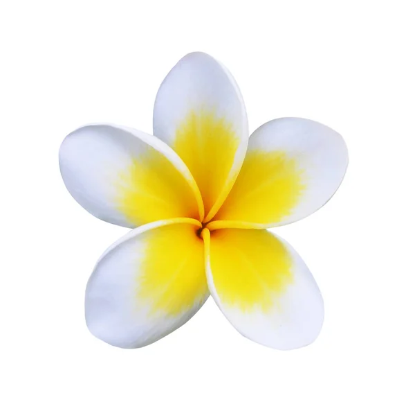 Flor de frangipani isolada sobre branco — Fotografia de Stock