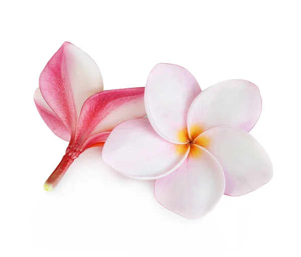 Flor frangipani aislada en blanco —  Fotos de Stock