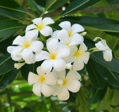 Beyaz frangipani çiçekler.