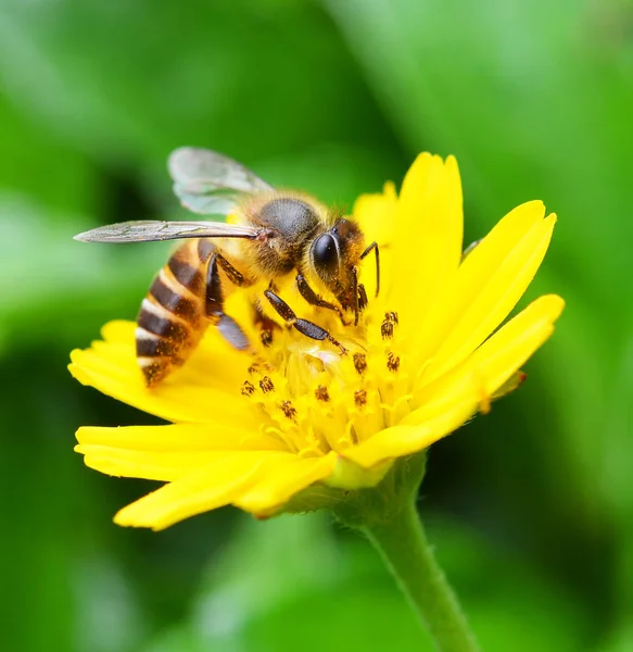 Abeilles à une fleur. — Stockfoto