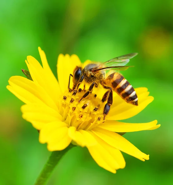 Abeilles à une fleur. — Stockfoto