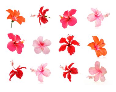 Beyaz arkaplanda çiçekler.