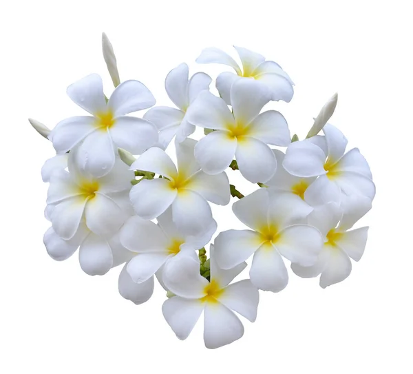 Frangipani bloem geïsoleerd op wit — Stockfoto