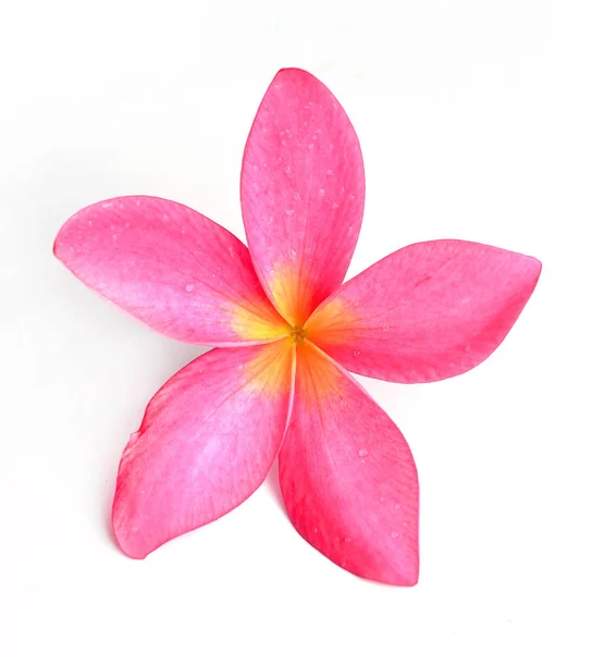 Flor de frangipani isolada sobre branco — Fotografia de Stock