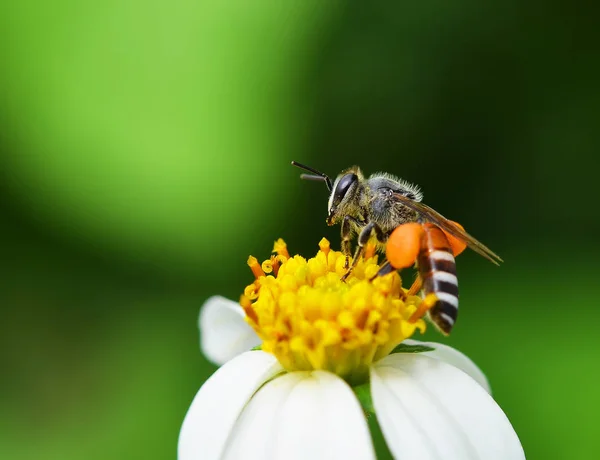 Bina Till Blomma Bakgrund — Stockfoto