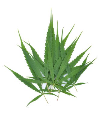 Esrar yaprak, beyaz arka plan üzerinde marihuana yaprağı