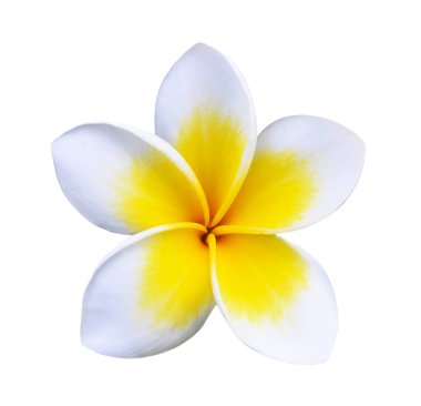 Tropikal çiçekler frangipani (plumeria)