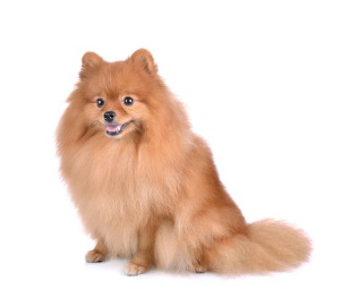 Küçük kırmızı köpek beyaz arka planda yatıyor.