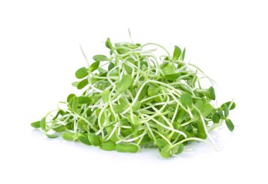 Yeşil genç ayçiçeği Filiz