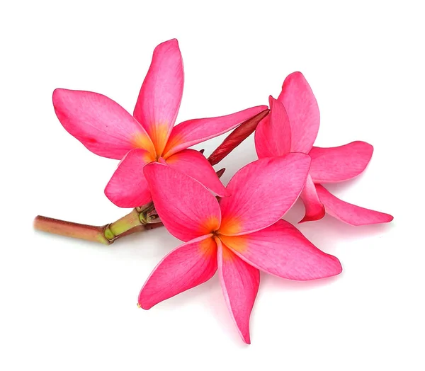 Flores tropicales frangipani (plumeria) —  Fotos de Stock