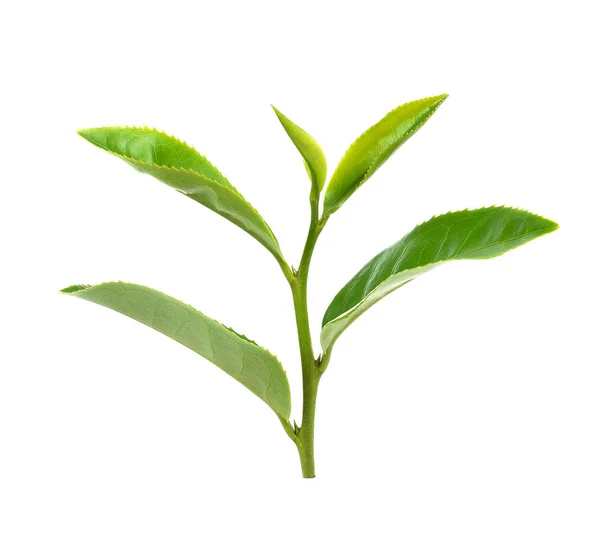 Green tea leaf — Stock Photo, Image