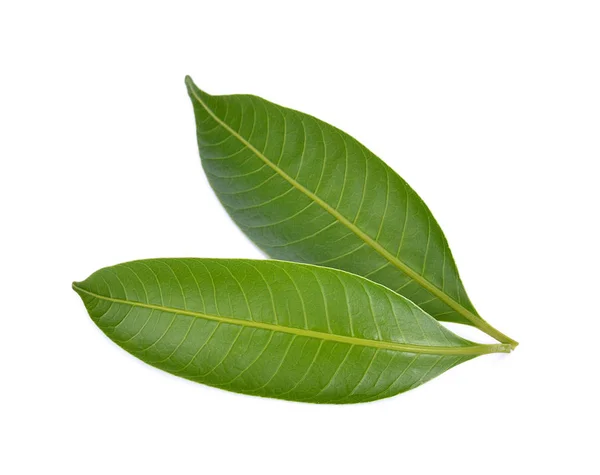 Mango blad op een witte achtergrond — Stockfoto