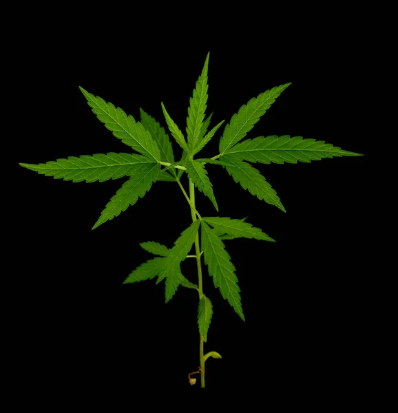 Hoja de cannabis, hoja de marihuana —  Fotos de Stock