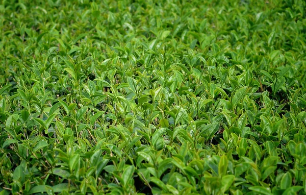 Las hojas de té verde . — Foto de Stock