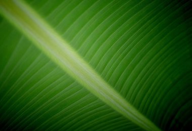 arka plan muz yaprakları