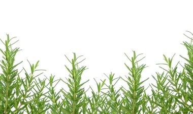 Beyaz arkaplanda biberiye izole edildi