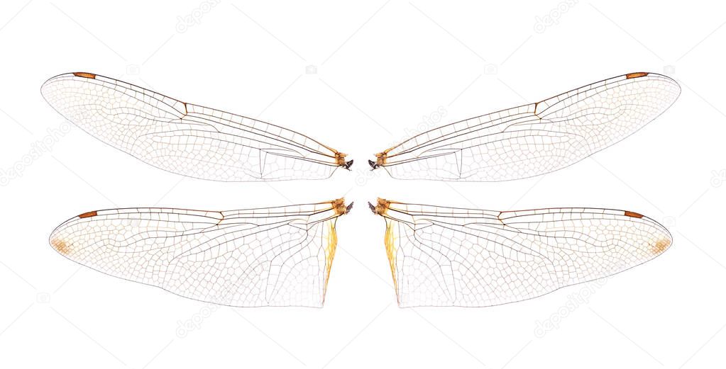 dragonfly wings isolated on white background.