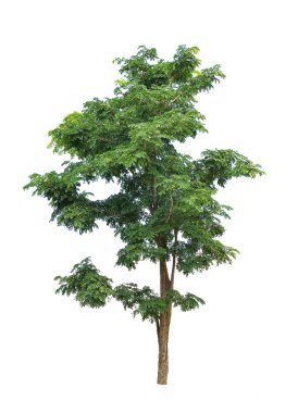 Beyaz arkaplanda izole edilmiş ağaç