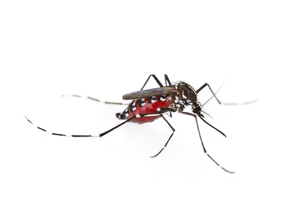 白地に隔離された蚊 — ストック写真