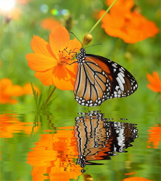 Mariposas sobre flores —  Fotos de Stock