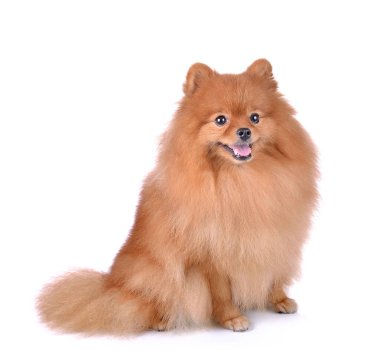 Küçük kırmızı köpek beyaz arka planda yatıyor.