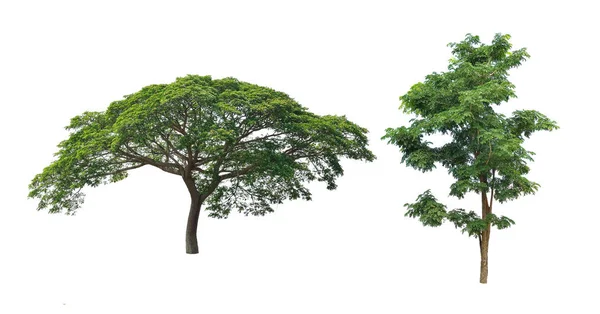 Árbol aislado sobre fondo blanco —  Fotos de Stock