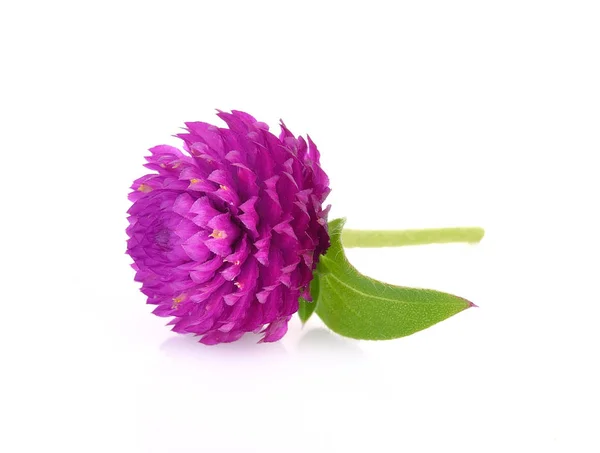 Globe amaranth beauty flower in white background — Stock Photo, Image