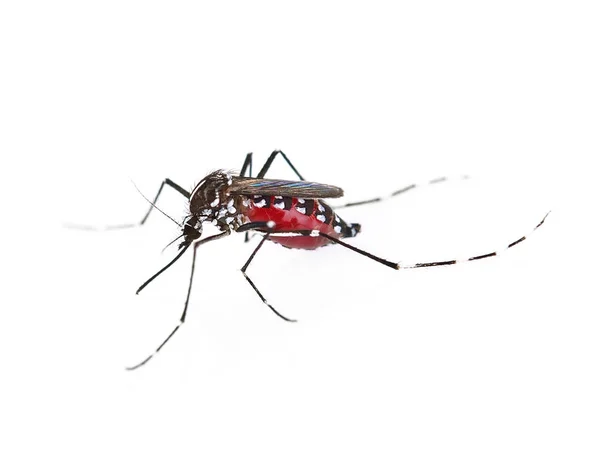 Mosquito aislado sobre fondo blanco — Foto de Stock