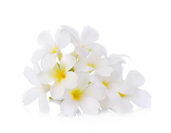 Τροπικά λουλούδια frangipani (plumeria) — Φωτογραφία Αρχείου