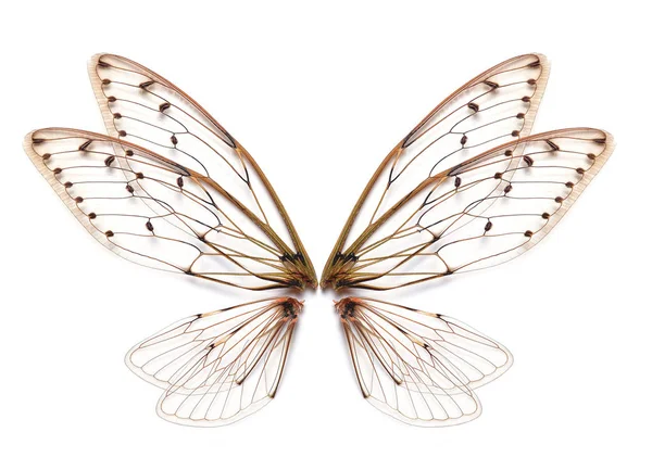 흰 바탕에 분리되어 있는 곤충 매미 날개 — 스톡 사진