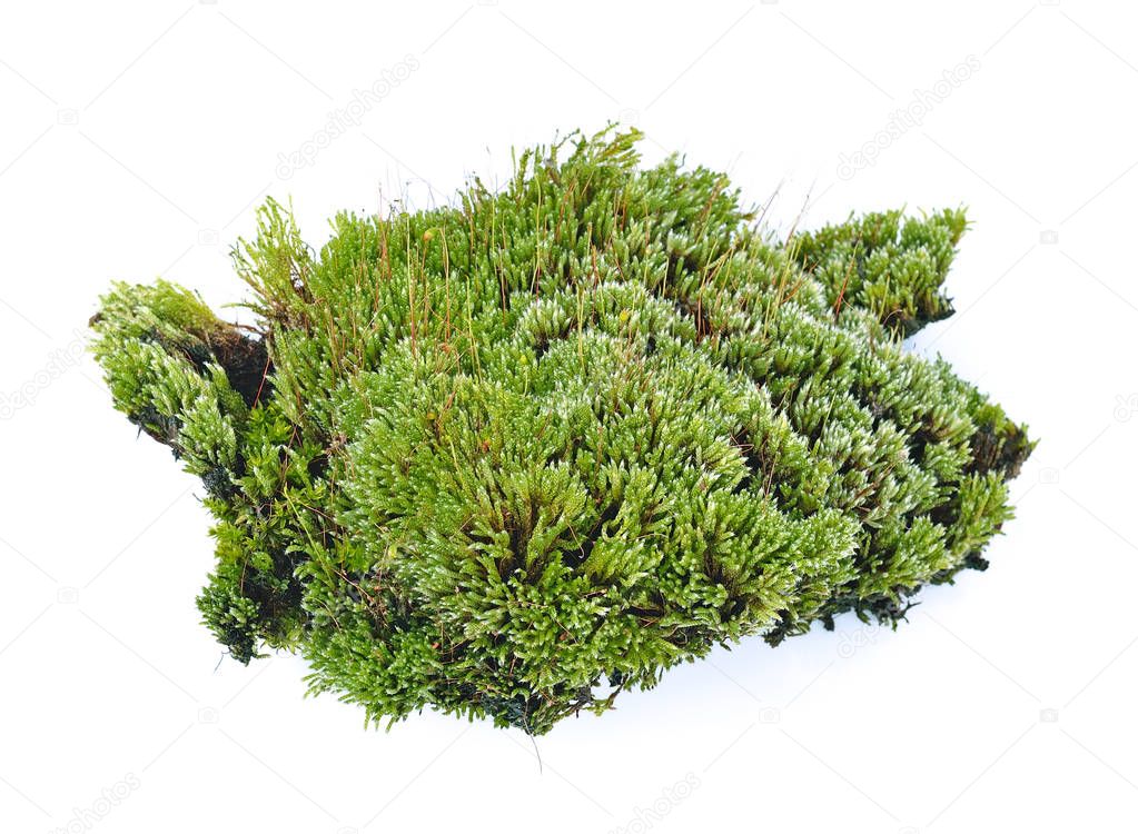 Green moss 