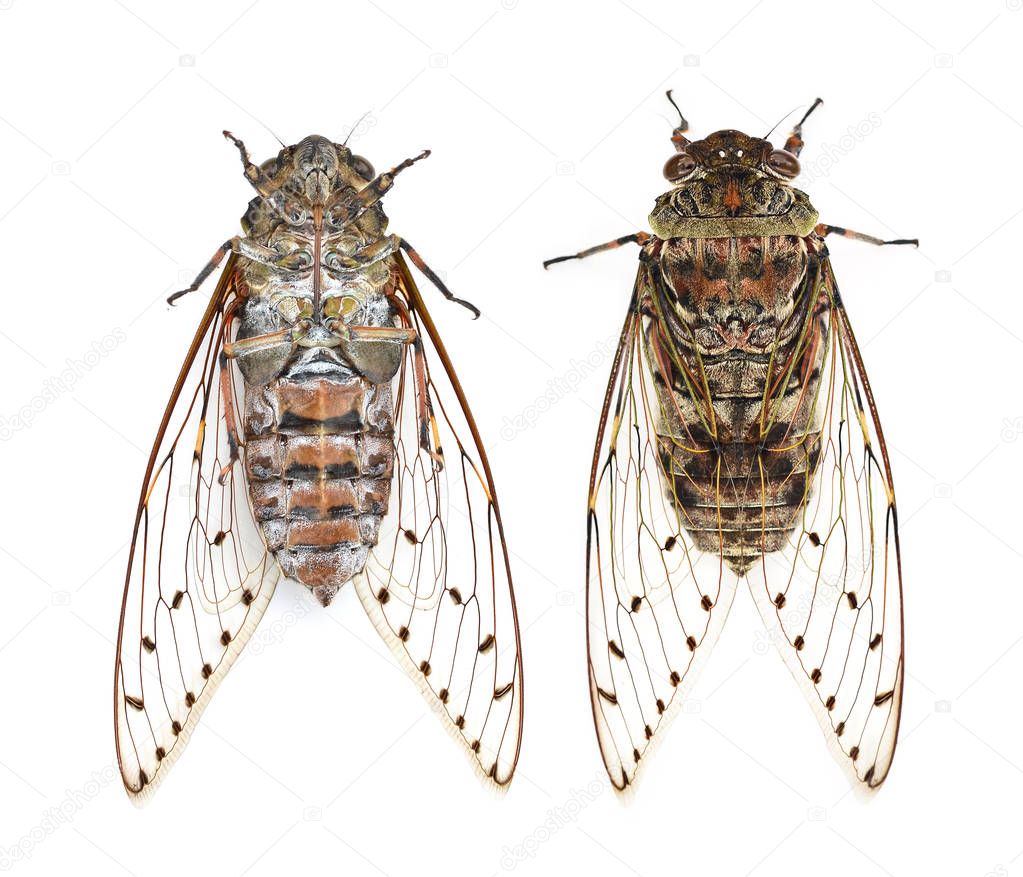  cicada  isolated on white background