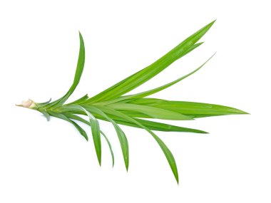 Pandan beyaz zemin üzerine bırakır.