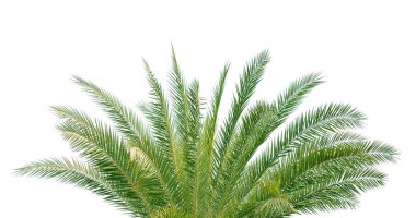 Beyaz arkaplanda hindistan cevizi yaprakları