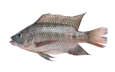 Balık, beyaz arka plan üzerinde izole Oreochromis nilotica